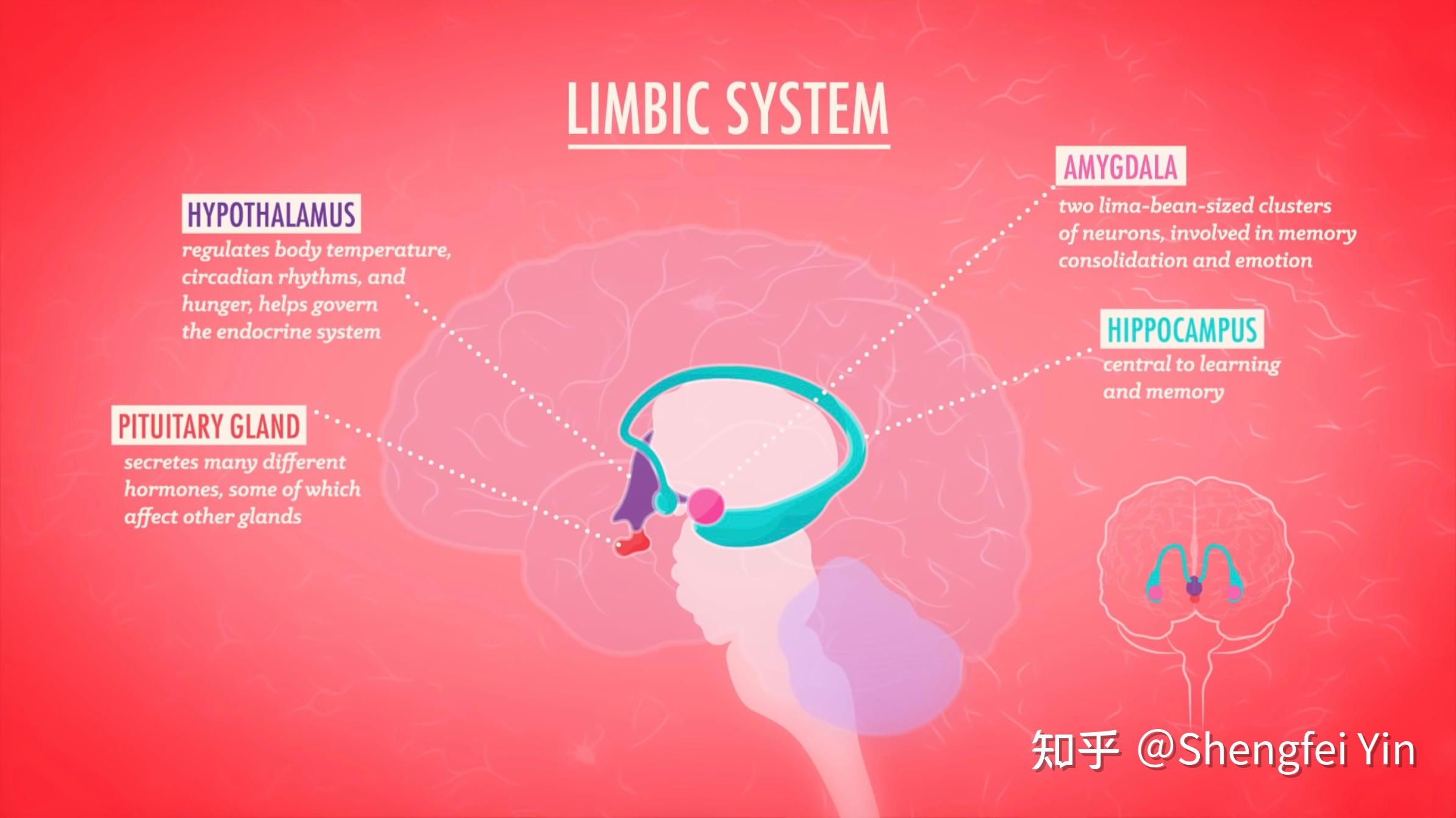 Know Your Brain Crash Course Psychology 4 知乎