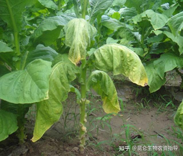 1,烤烟苗期病害烤烟苗期容易发生猝倒病,立枯病,炭疽病,蚜虫,潜叶蝇等