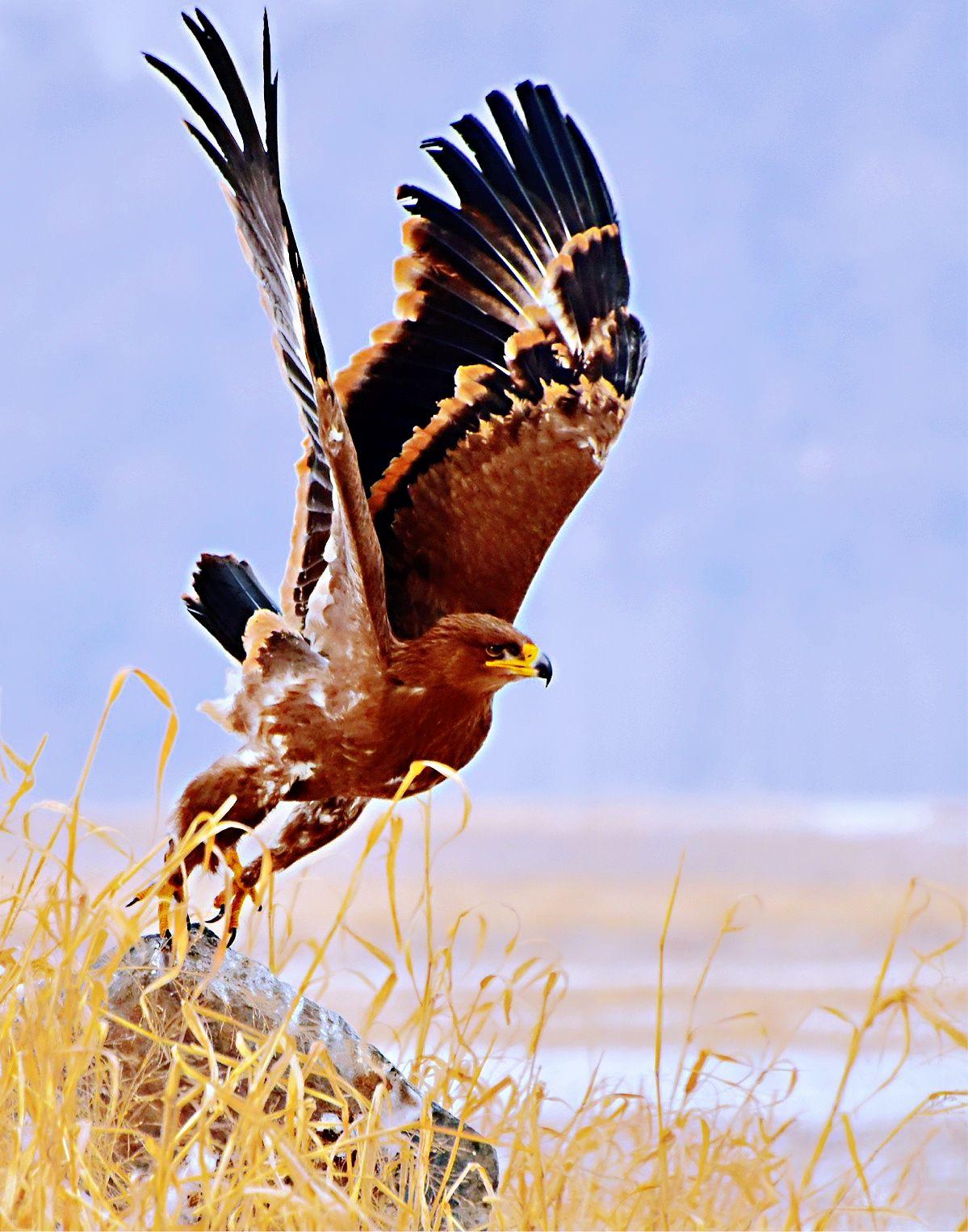 雄鹰展翅 - 知乎