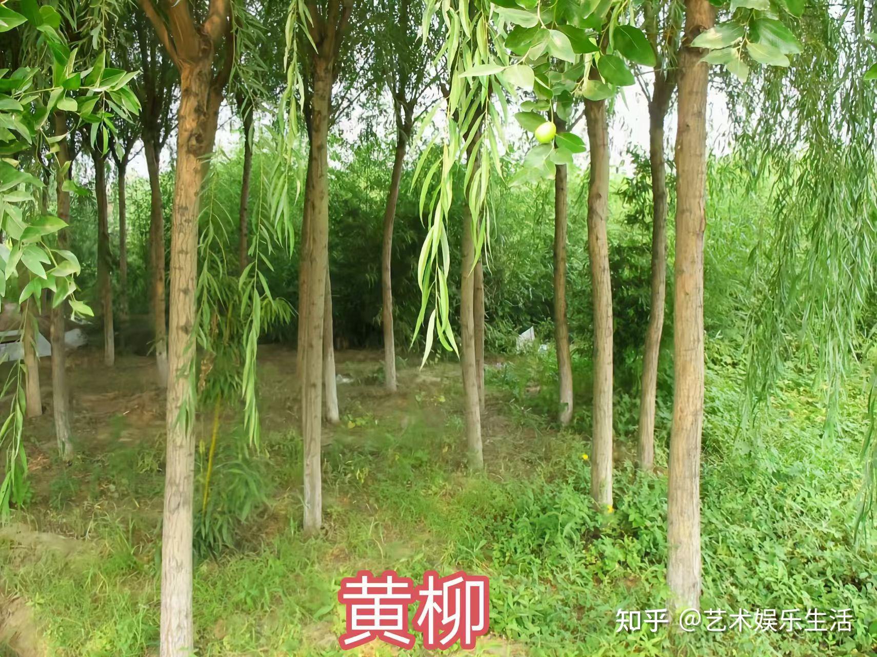 杨柳科植物有哪些 - 知乎