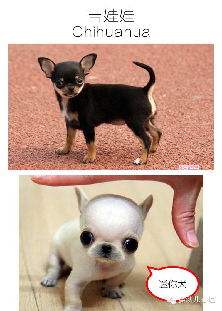 想想带你学百科】狗狗种类知多少？ - 知乎