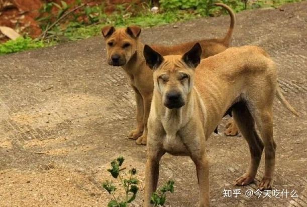 出门遇到恶犬,如何自救?这几招很实用! - 知乎