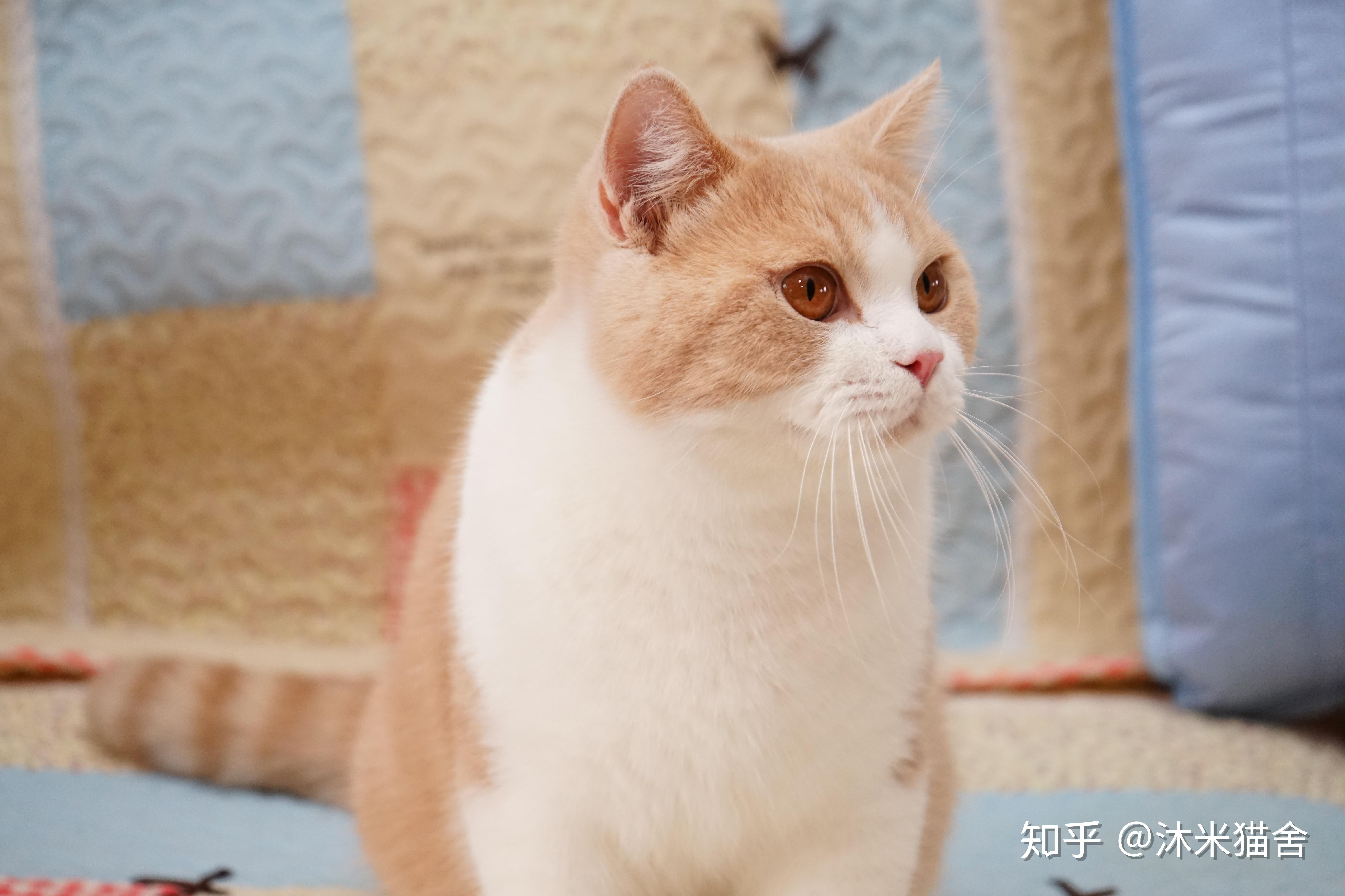 能分享一下你养的乳白英短吗