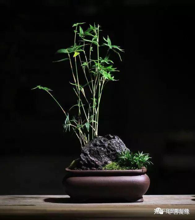 在中国古典文人画里,只要有竹子出现的地方,无须他物,简洁的一丛孤竹