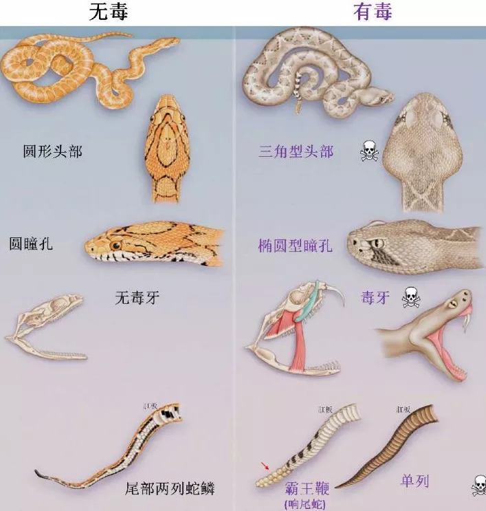 蛇分为毒蛇和无毒蛇,毒蛇咬伤和无毒蛇咬伤是有区别的,那被咬了之后