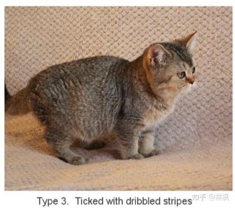 麻纹虎斑的种类