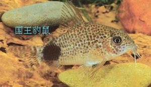 最全观赏热带鱼254种 附图 知乎