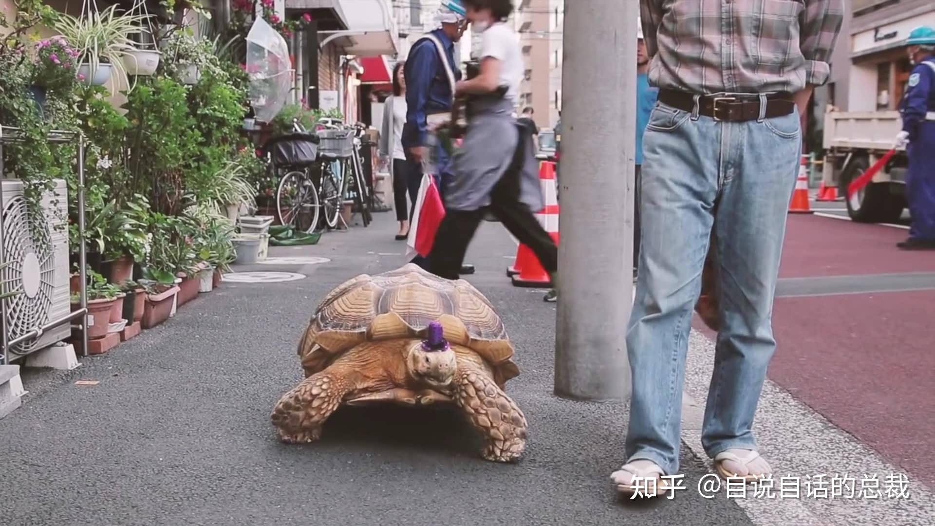 龟蛇大战图片