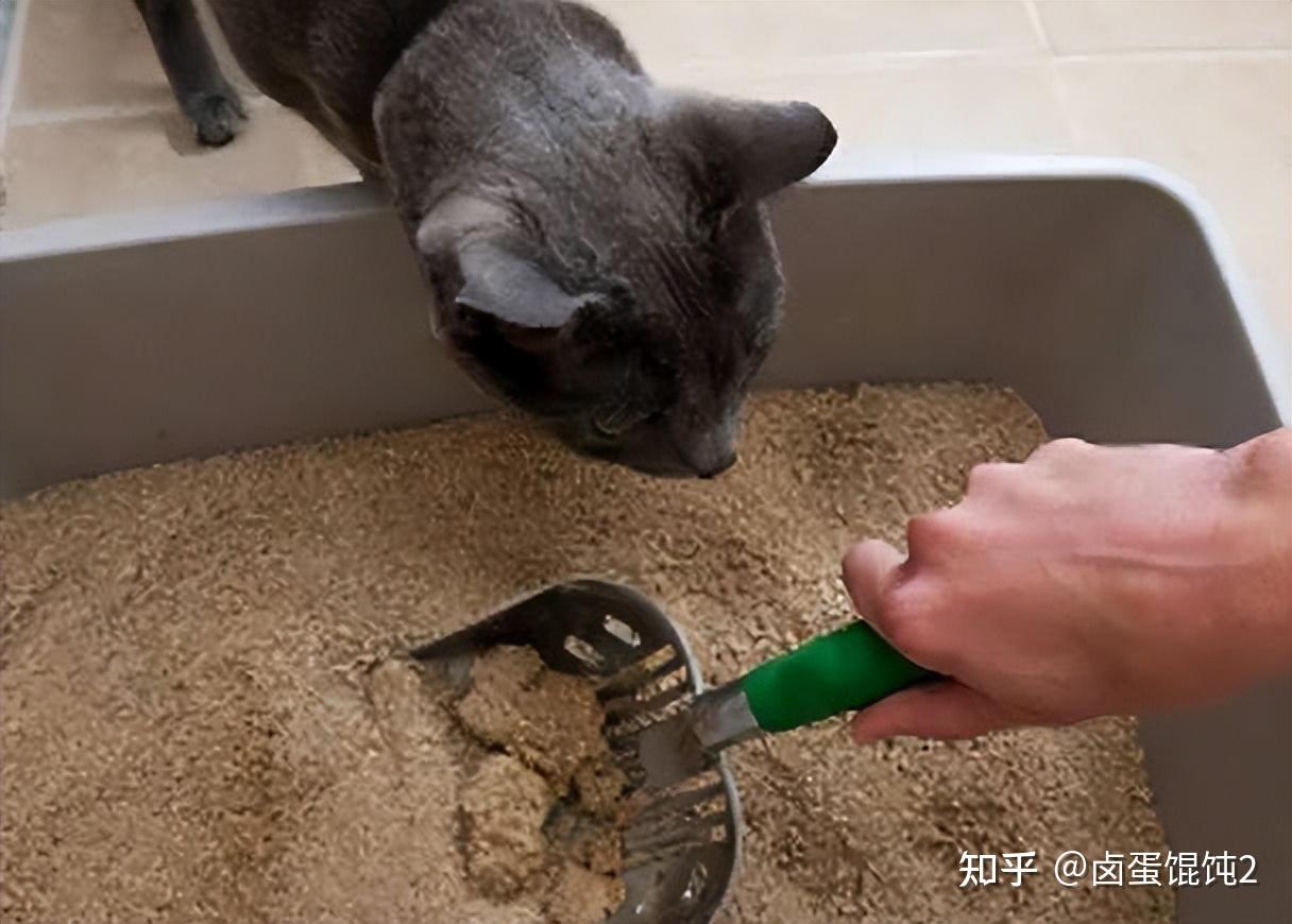 养猫人士看过来！猫咪不在猫砂盆排便，可能是这6个原因 知乎 
