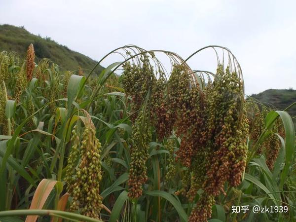 戏说“五谷”|【黍】——“冷门”杂粮的高粱米 - 知乎