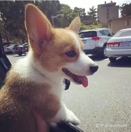 不小心踩到狗狗了要怎么道歉被网友的回答暖化了