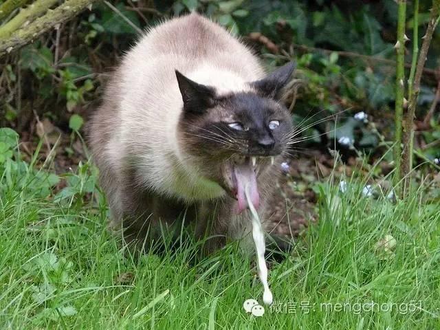 刚满月的小猫拉肚子怎么办?