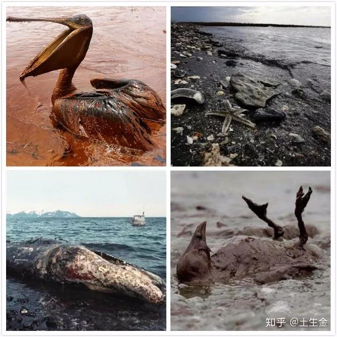 扒历史生态环境为战争付出了多少代价