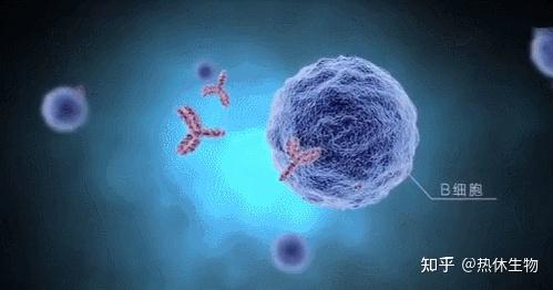 而另一部分b细胞分化为记忆细胞,记忆细胞能够牢牢记住这次入侵病毒的