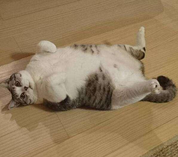 猫肥厚性心肌病 Hcm Fate Sheet 1 知乎 猫肥厚性心肌病 Hcm Fate Sheet 1 知乎