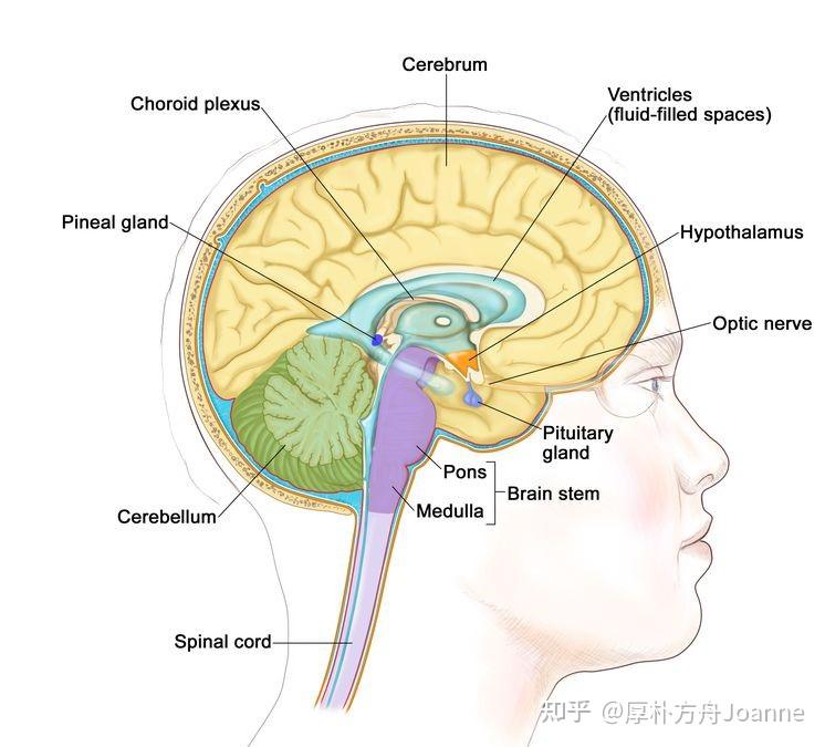 什么是神经内分泌肿瘤,应该如何治疗?