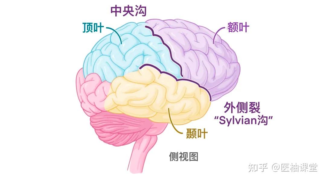 人体解剖学基础:大脑皮层 - 知乎