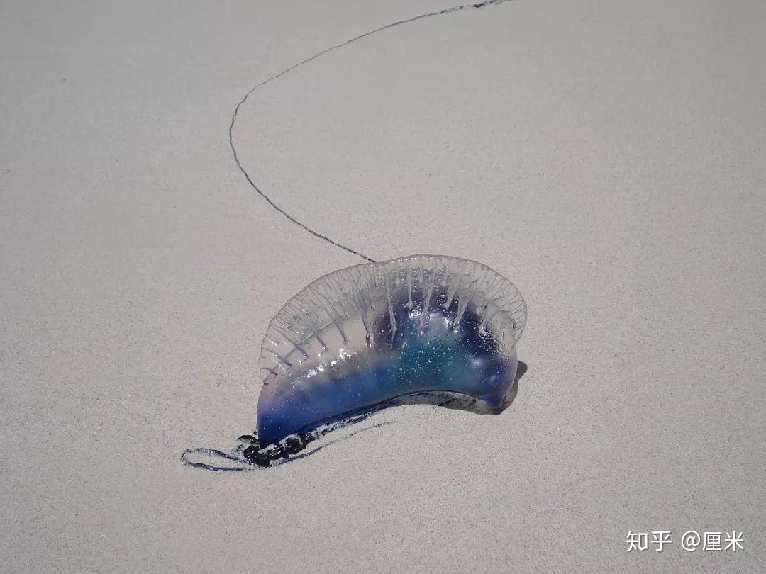 世界第3毒僧帽水母 現蹤東部海岸 | 社團法人中華民國保護動物協會