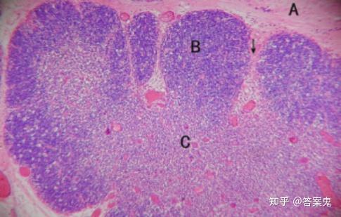 组织学与胚胎学图谱详细版