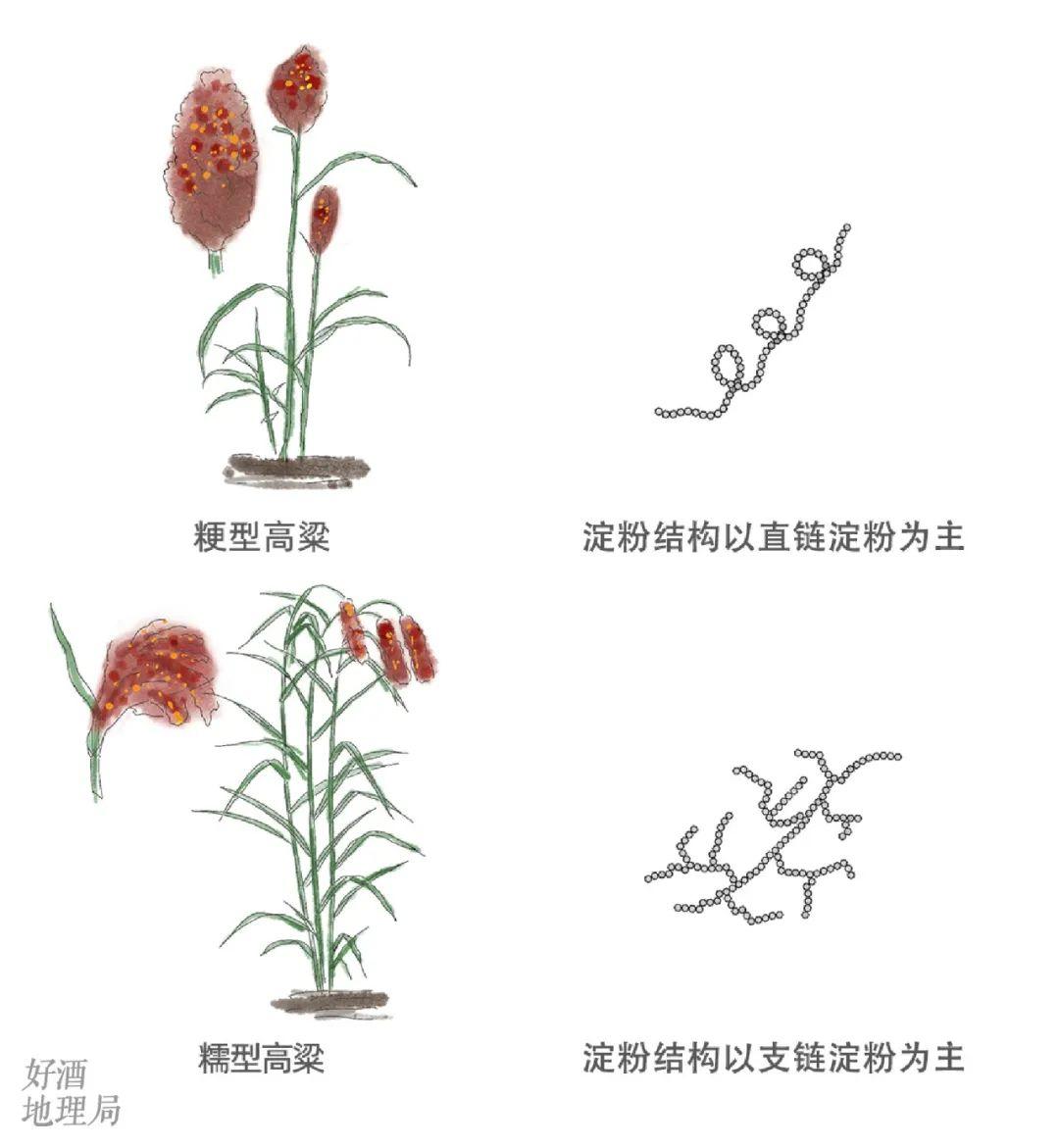 高粱的远征高粱记Ⅲ