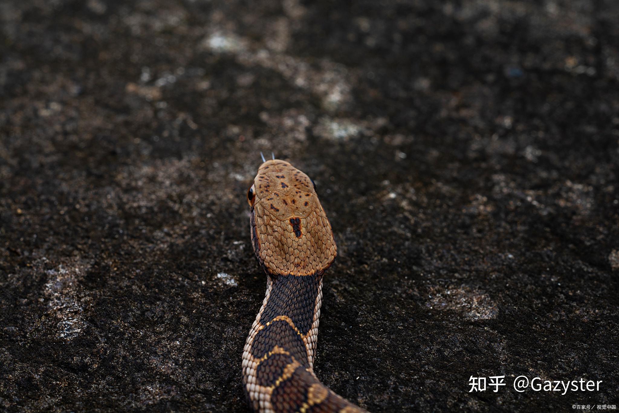 田一鸣山顶黑毒蛇图片