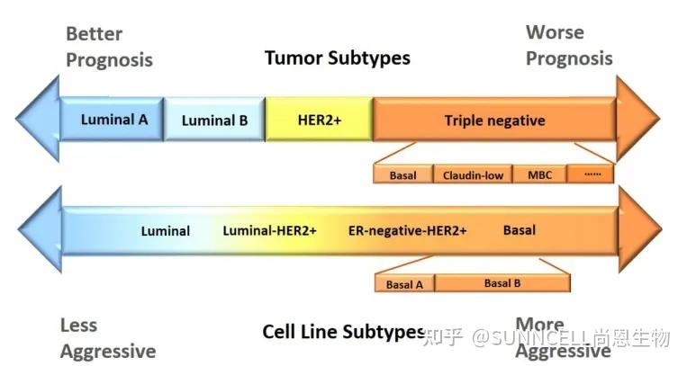 HER-2过表达型乳腺癌细胞系推荐 - 知乎