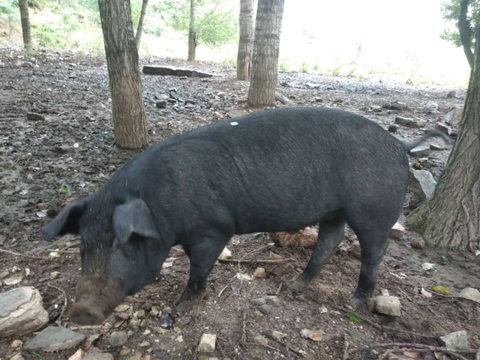 传统意义上的黑猪其实是中国最古老的猪种,而市场上盛行的白猪其实