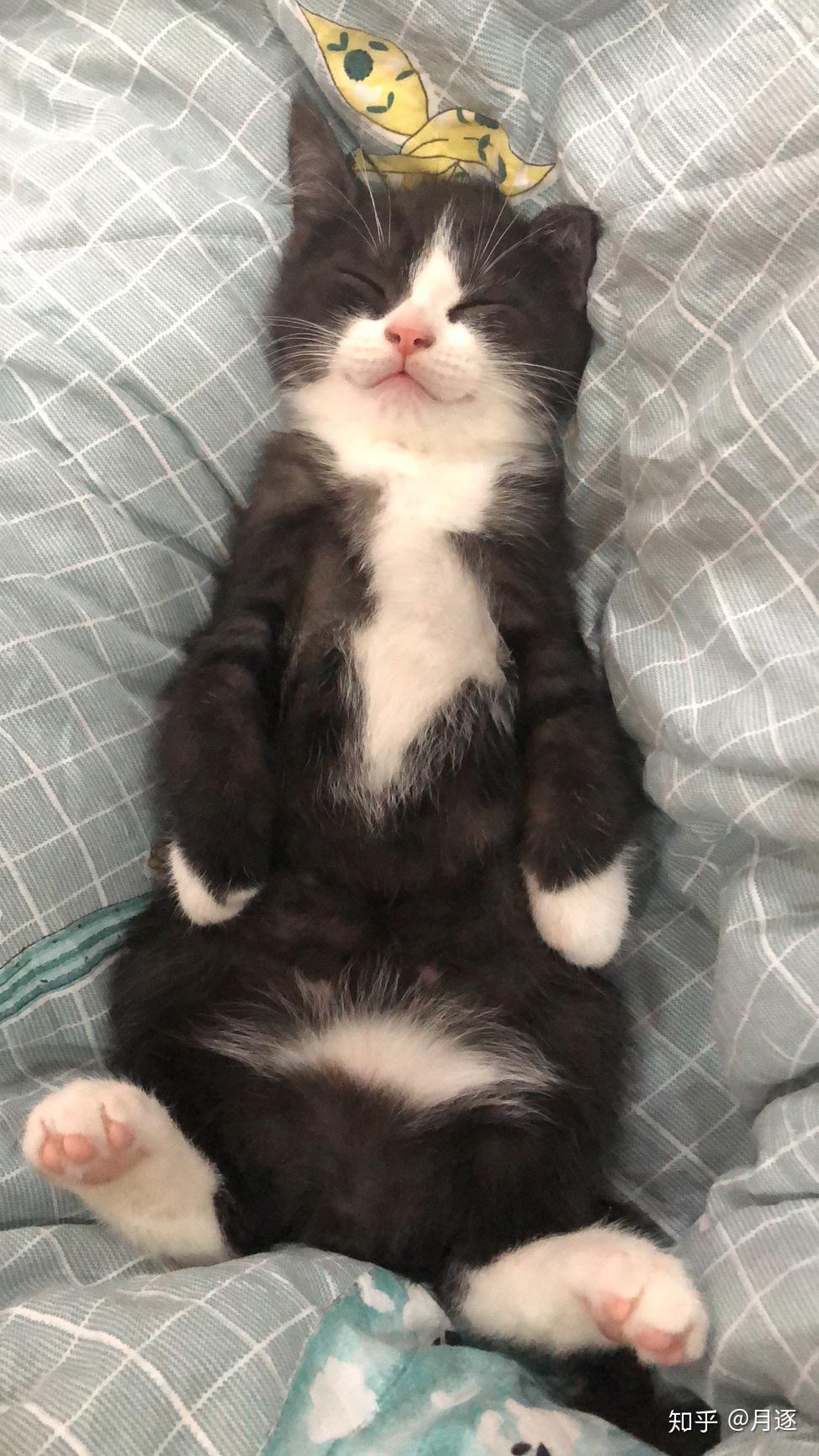 请问美短有这样的黑白颜色吗