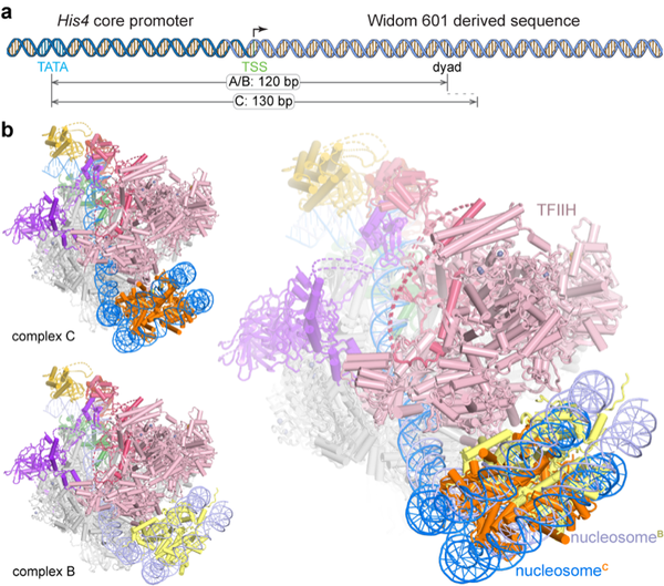 Nat Struct Mol Biol︱王海波等揭示+1核小体调控转录起始的分子机制 - 知乎