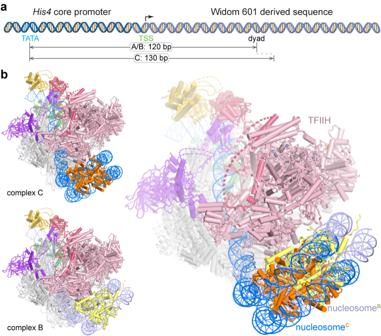 Nat Struct Mol Biol︱王海波等揭示+1核小体调控转录起始的分子机制 - 知乎