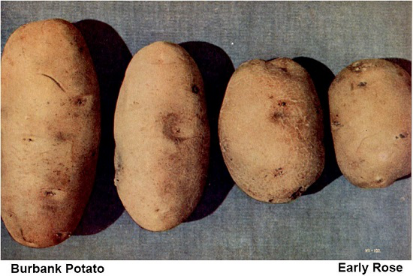 Russet Burbank Potato<br />
<br />
    ͼƬ˲ṩ