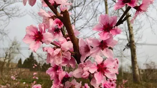 春風桃李花開日,秋雨梧桐葉落時.