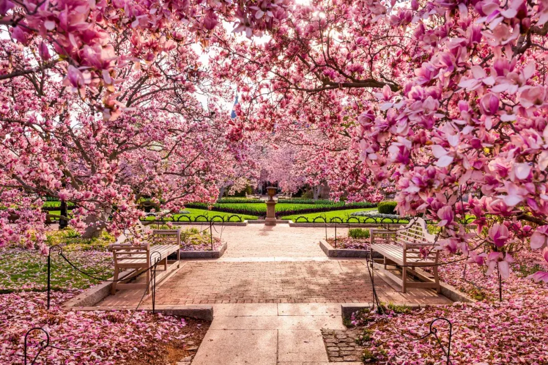 世界十大樱花园图片