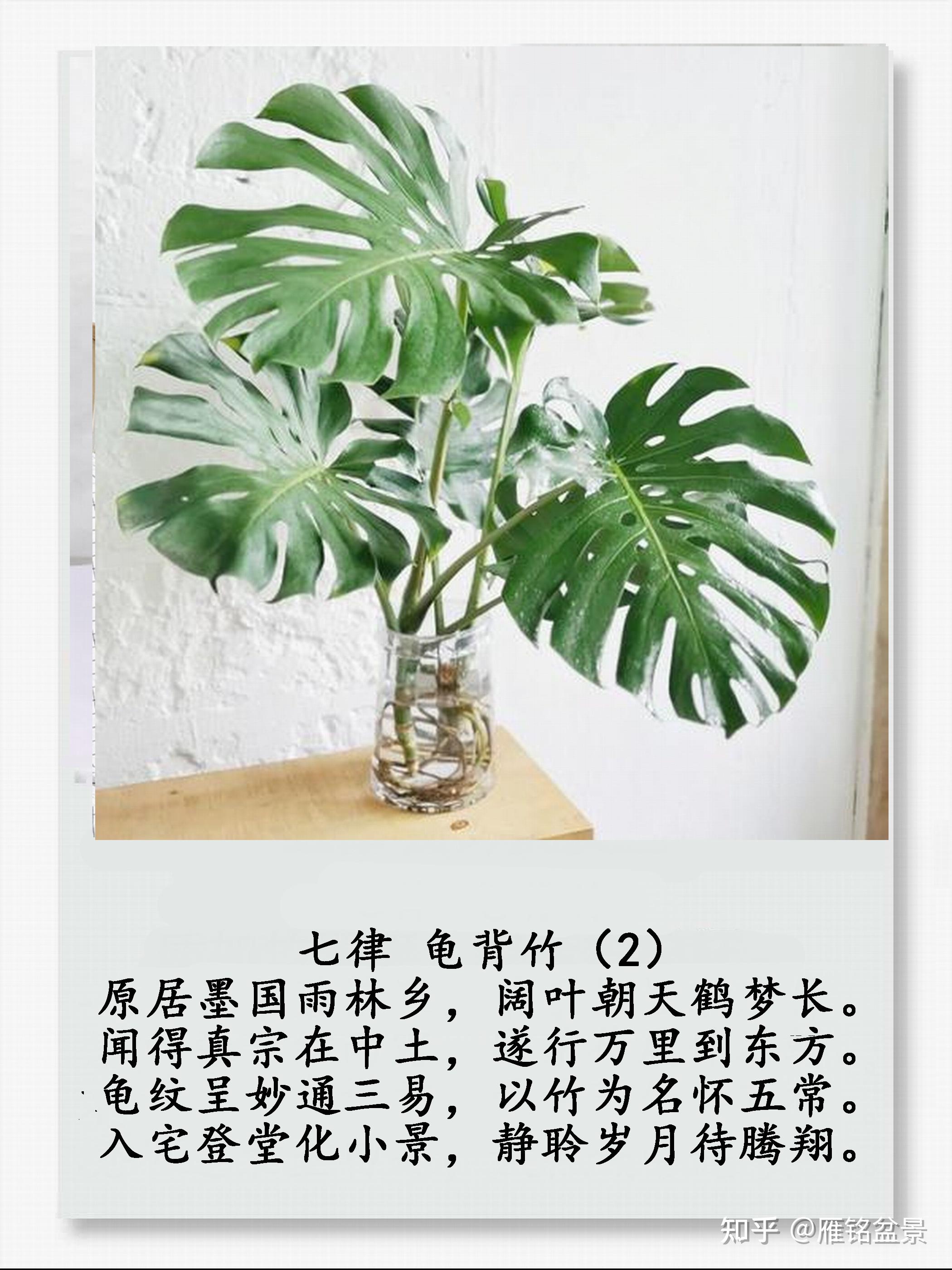 龟背竹养植要领 - 知乎