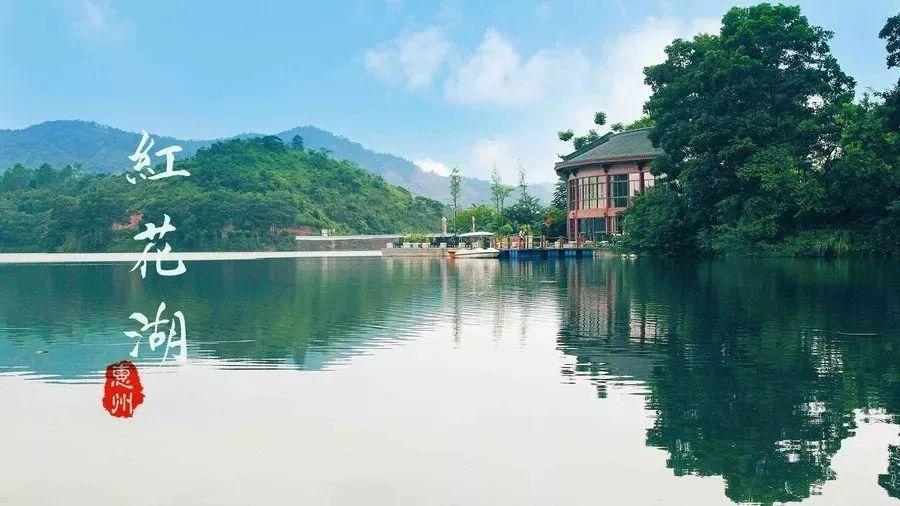 惠州红花湖大鱼吃人图片