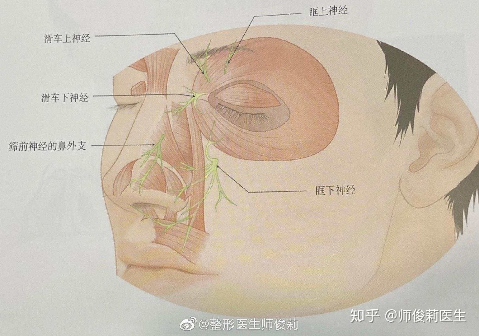 鼻部神经与局麻 - 知乎