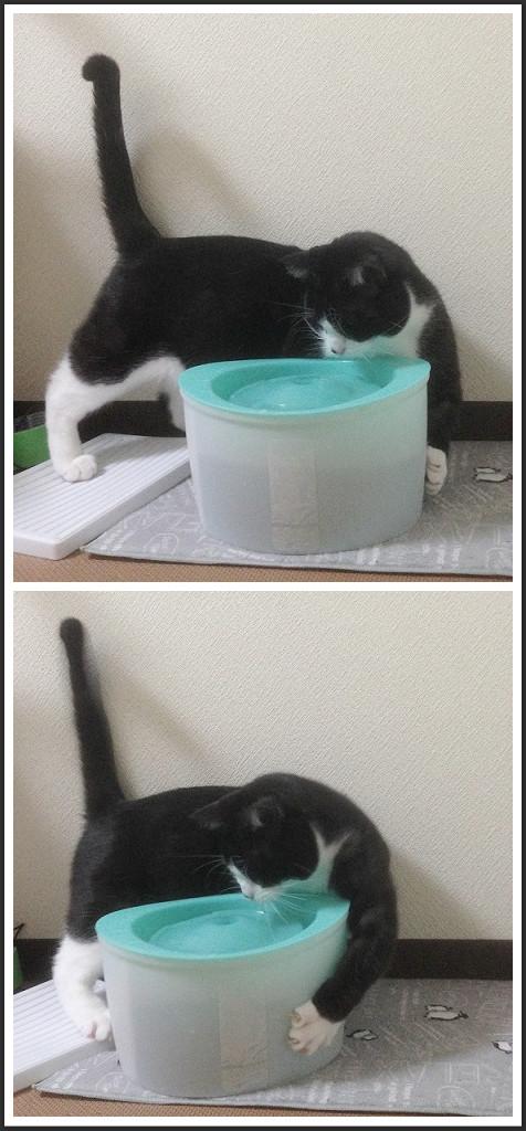怎样才能阻止猫扒拉饮水机 知乎