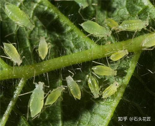 它不需要和雄性交配,就可以產卵,而蚜蟲是刺吸性的害蟲,它會吸食舞