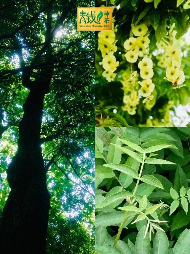 珍稀植物青钱柳树图远方简介远方,原名:丛振谦,1963年2月生于黑龙江