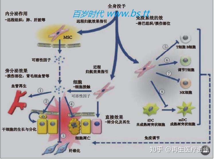 关于干细胞治疗