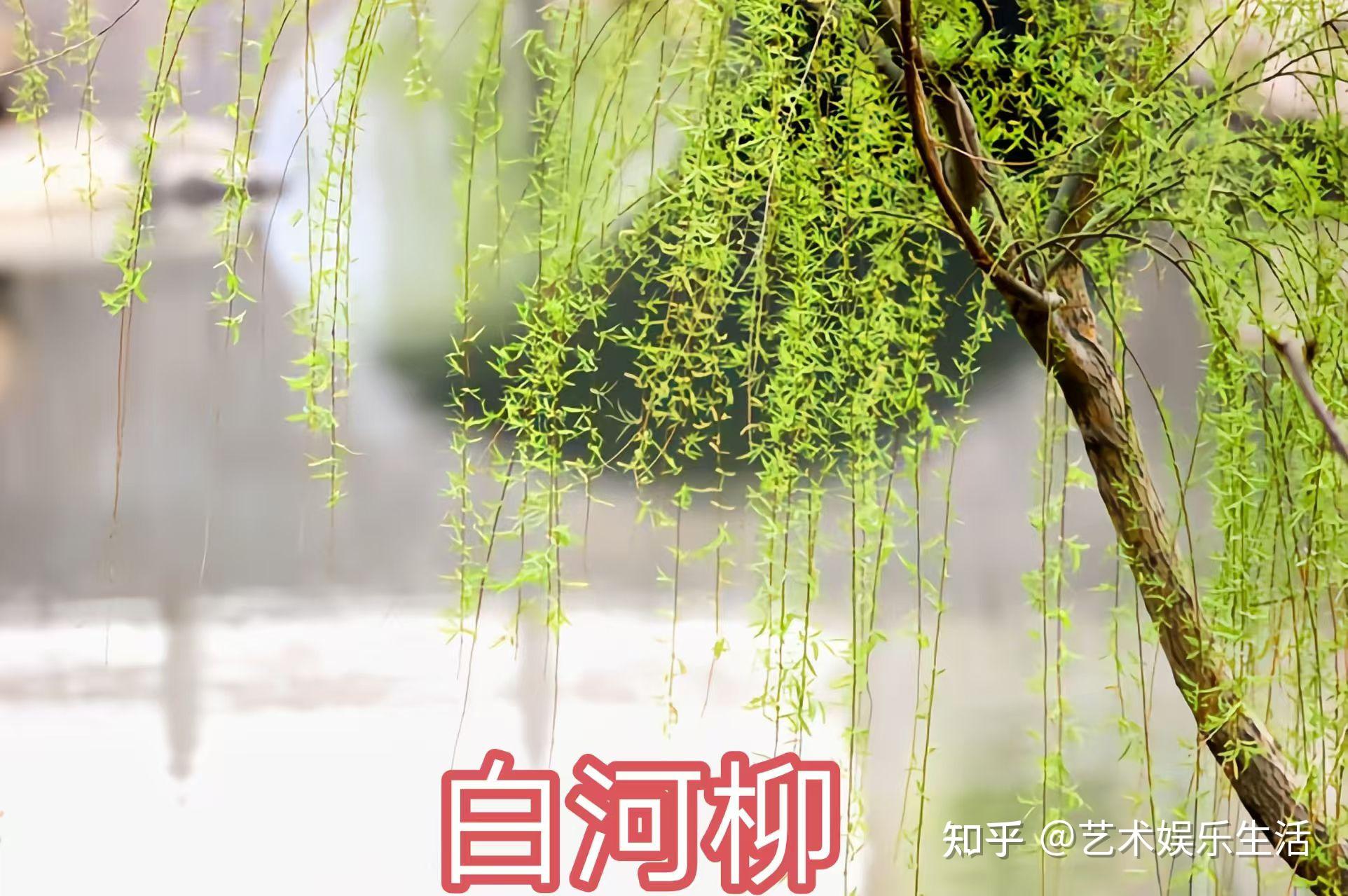 杨柳科植物有哪些 - 知乎