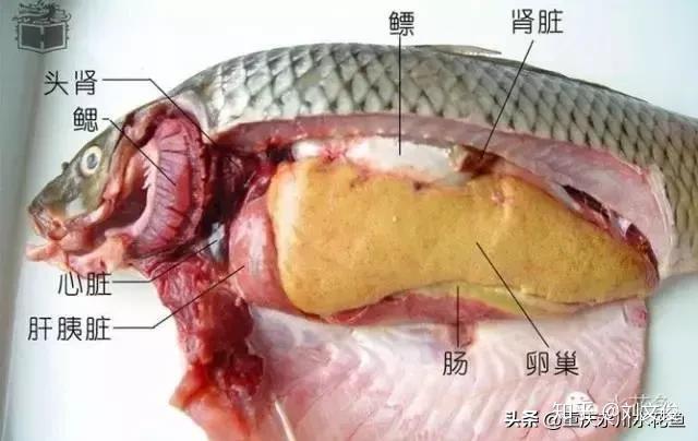鲶鱼内脏结构图解图片