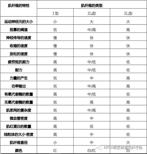 简表:不同类型肌纤维的主要特性