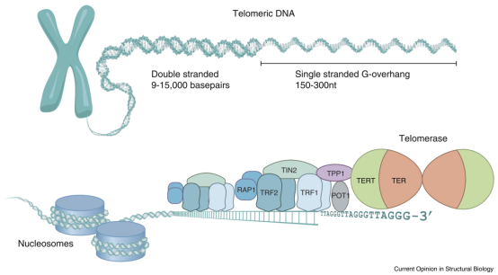 【科普】端粒长度、端粒酶活性与人类健康 - 知乎