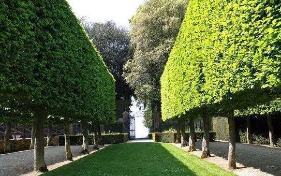 篱垣式是指通过修剪或编扎等手段,把列植的苗木修剪成高矮,形状不同的