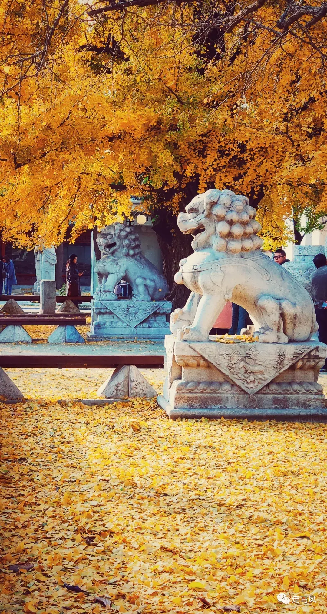 沉醉在北京迷人的秋天-北京旅游攻略-游记-去哪儿攻略