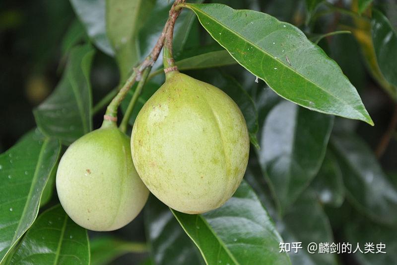 植物界全系列木兰目肉豆蔻科