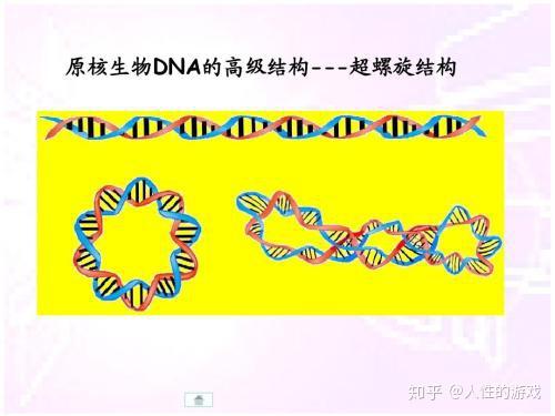环状分子的额外螺旋可以形成超螺旋……dna三级结构:dna分子在双螺旋