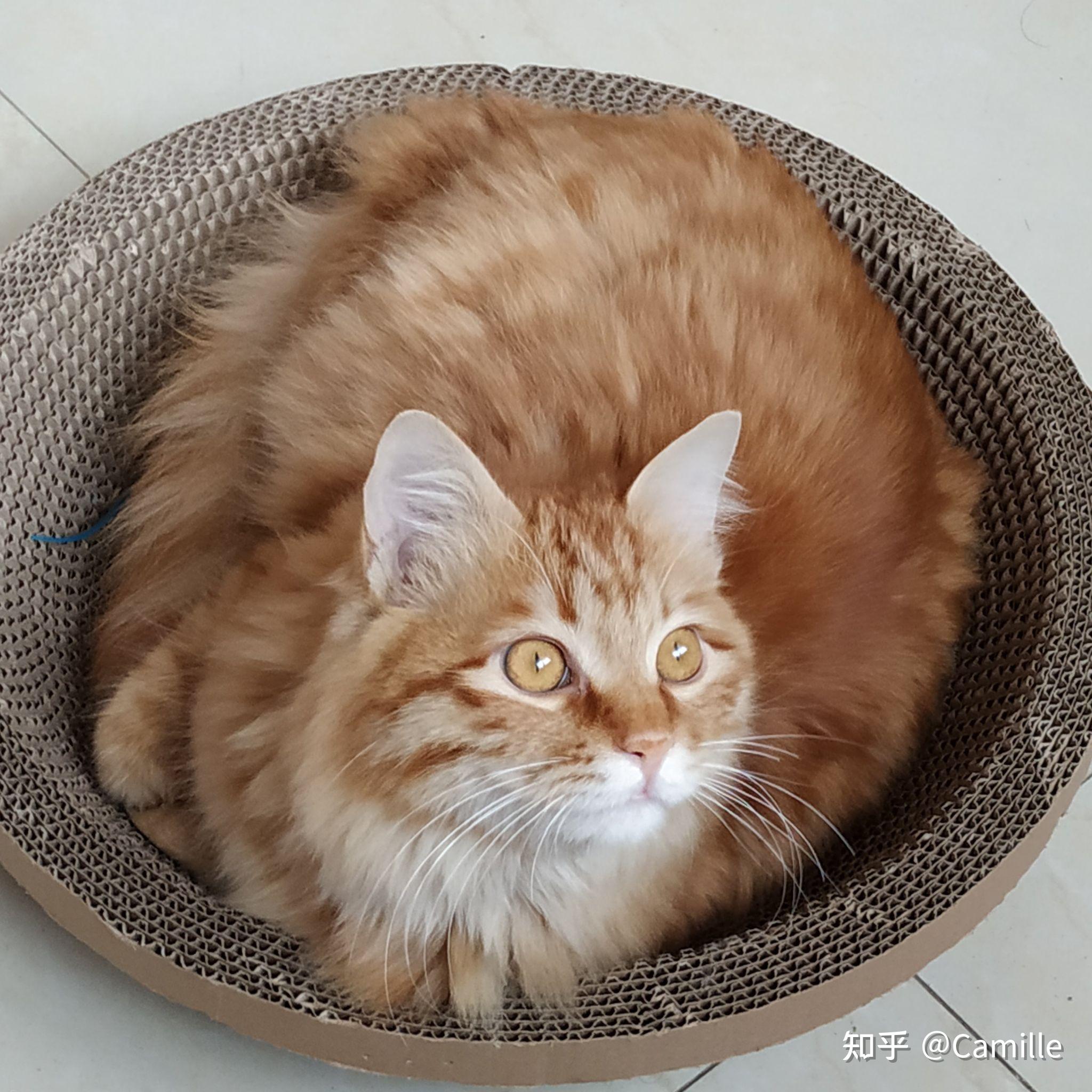 可以看看你们的长毛橘猫吗