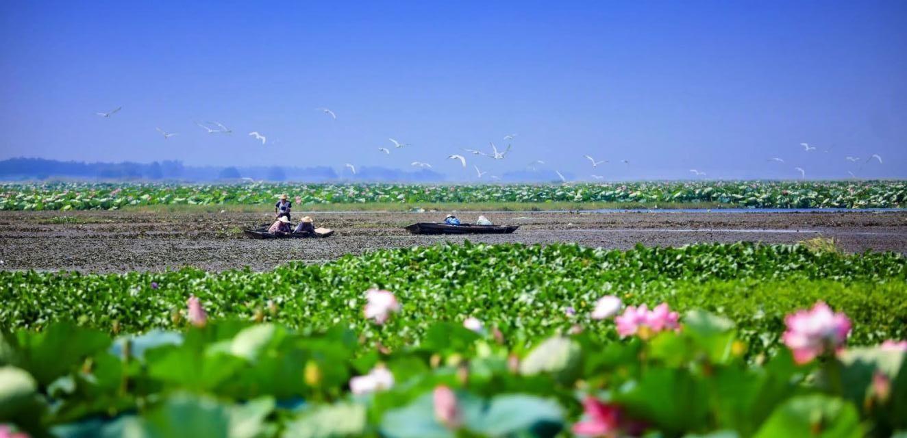 最美鱼米之乡洪湖图片图片